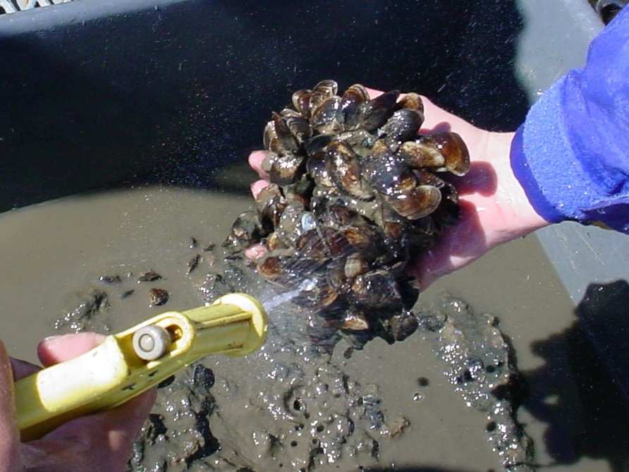 Dreissena mussels